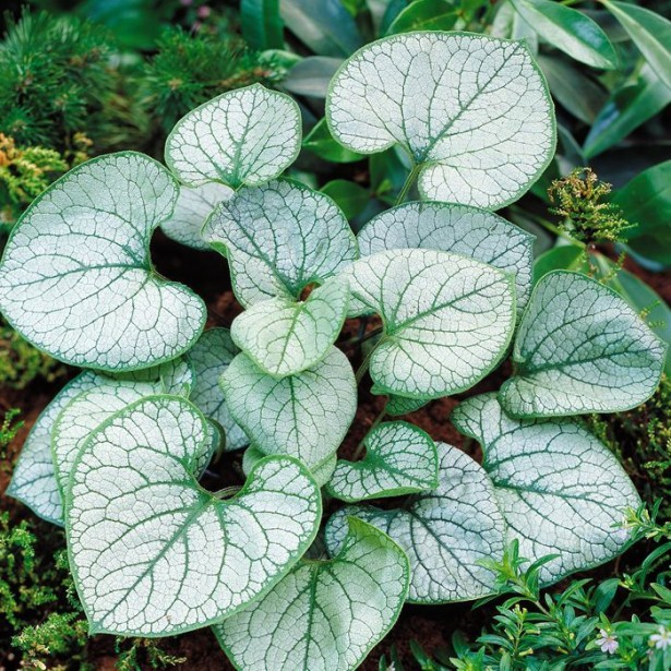 Brunnera jack frost
