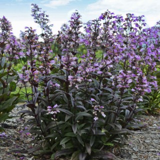 Penstemon pocahontas