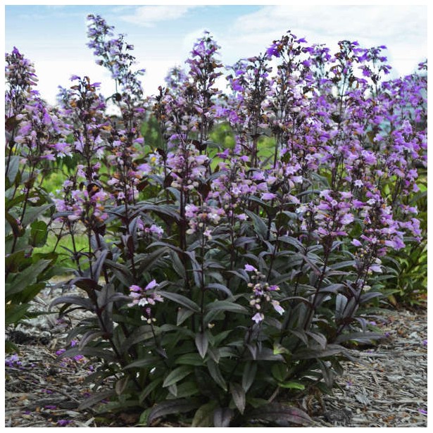 Penstemon pocahontas