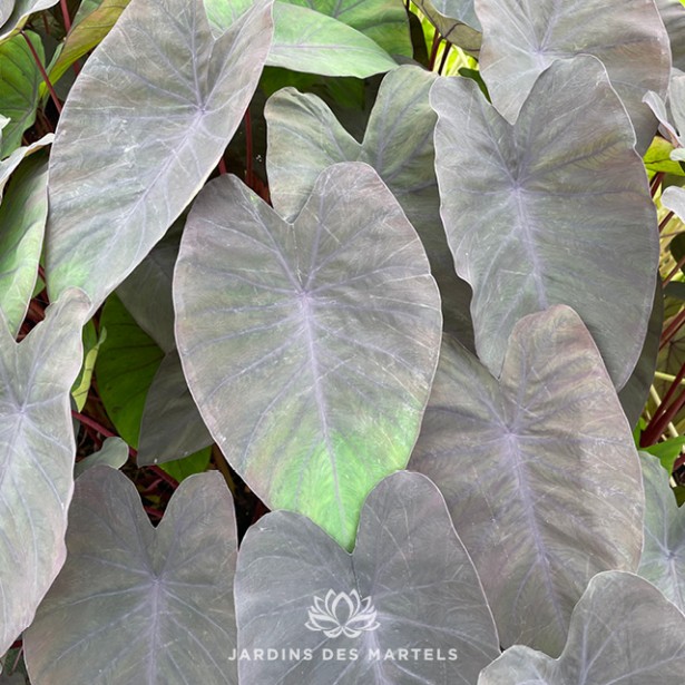 Colocasia Black Magic