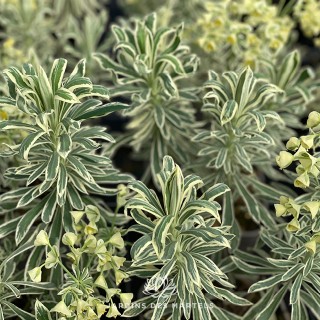 Euphorbe tasmania tiger