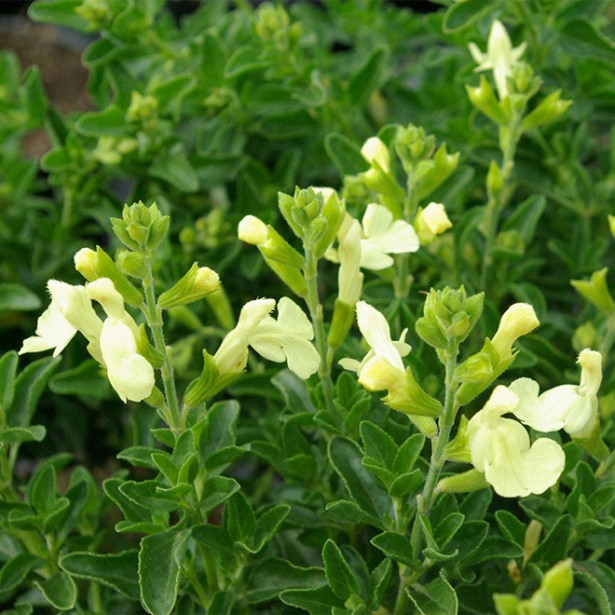 Salvia lemon light