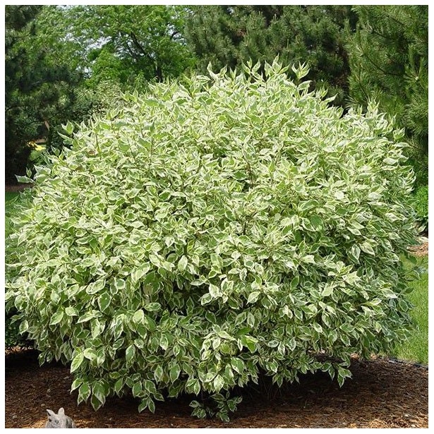 Cornus alba ivory halo