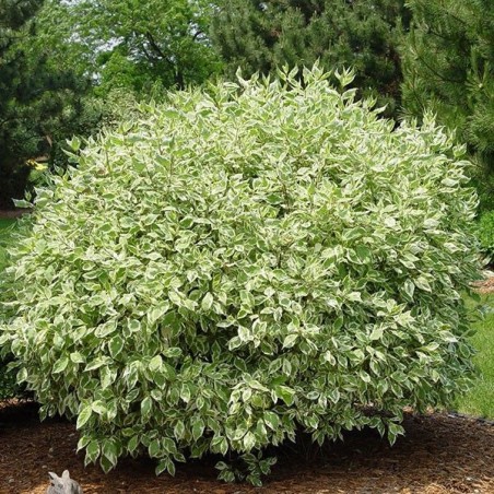 Cornus alba ivory halo