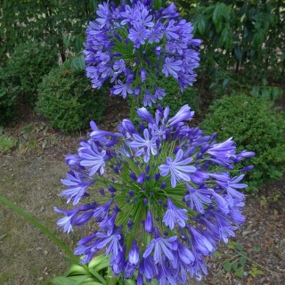 Agapanthus regal beauty