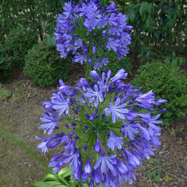 Agapanthus regal beauty