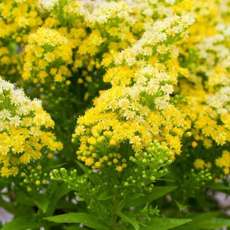 Solidago little lemon