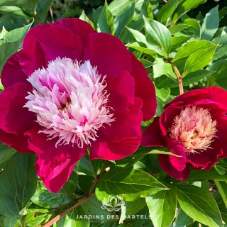 Paeonia lactiflora White Cap