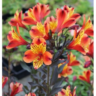 Alstromere indian summer