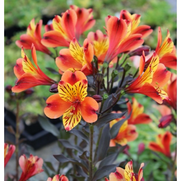 Alstromere indian summer