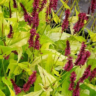 Persicaria golden harrow