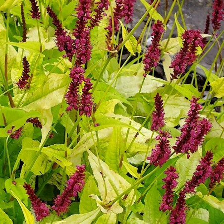 Persicaria golden harrow