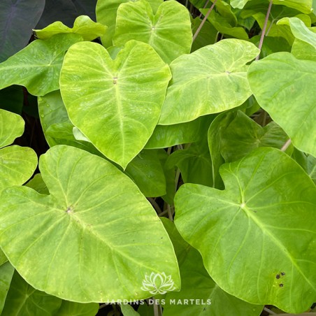 Colocasia maui gold
