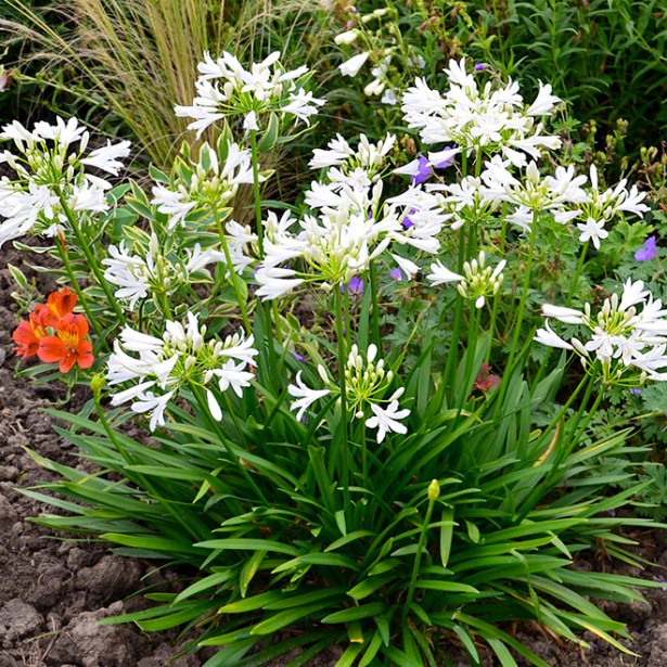 Agapanthus pitchoune white