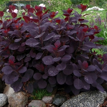 Cotinus royal purple