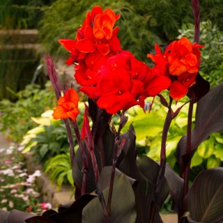 Canna cannova scarlet