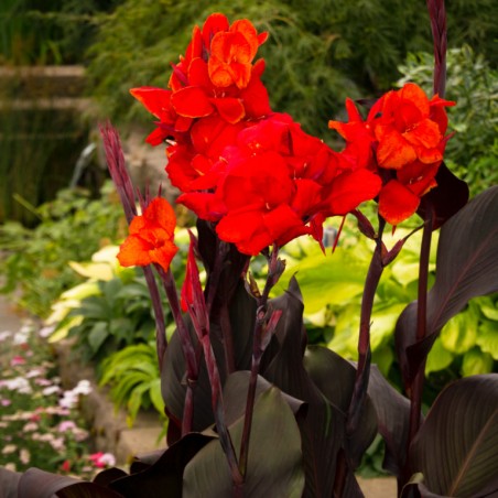 Canna cannova scarlet