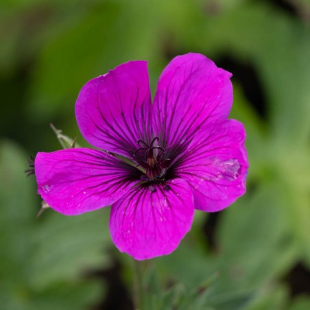Geranium psilostemon ivan