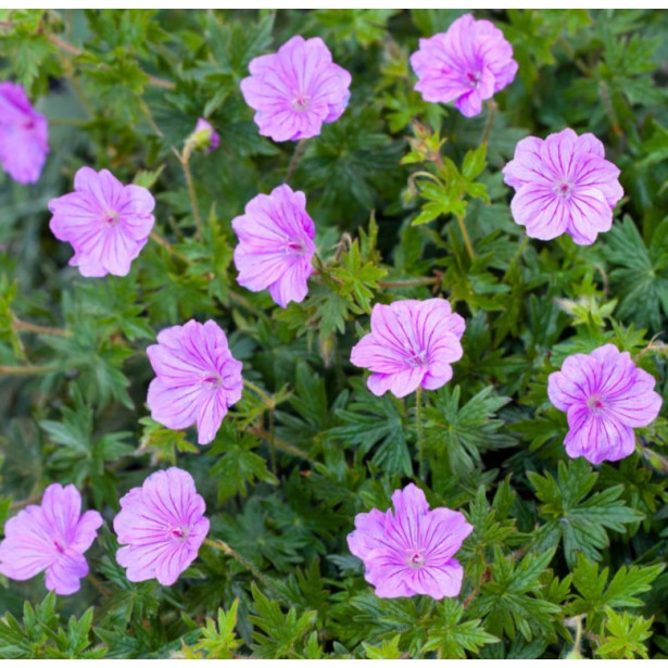 Geranium blushing turtle