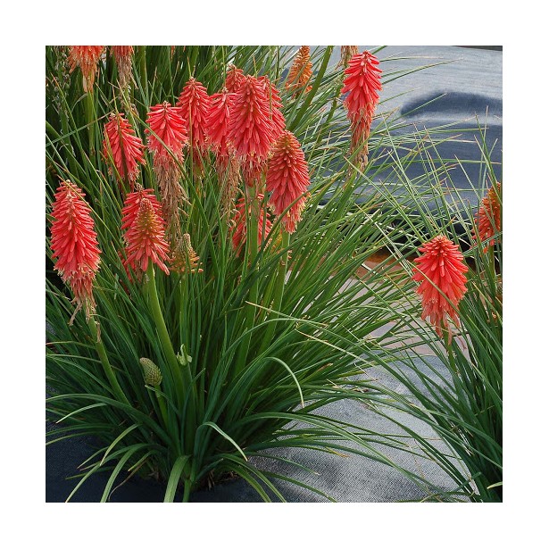 Kniphofia poco red