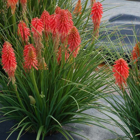 Kniphofia poco red