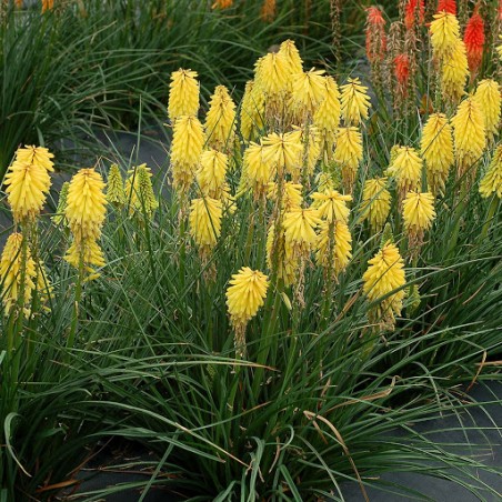 Kniphofia poco yellow