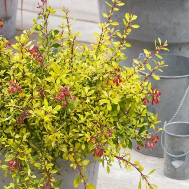 Escallonia golden carpet