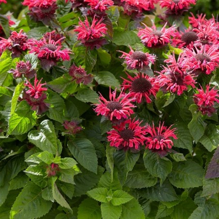 Monarde bee happy