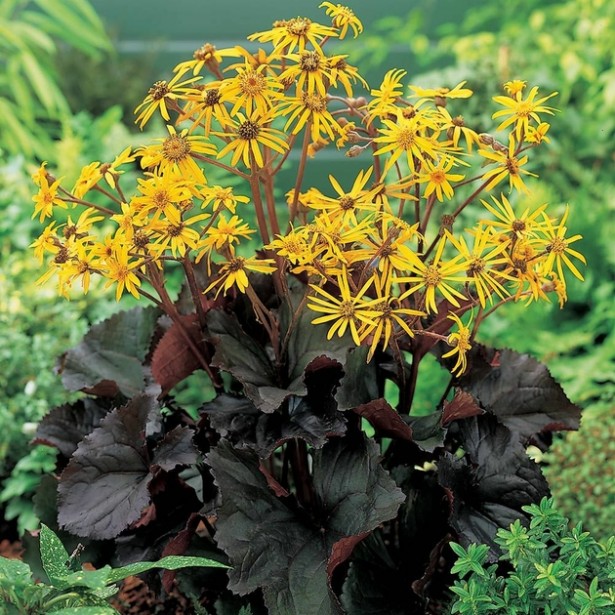 Ligularia dentata britt marie crawford