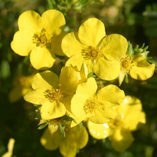 Potentilla dakota sunspot