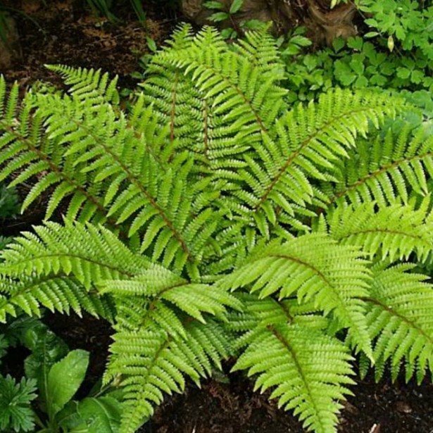 Pollystichum polyblepharum