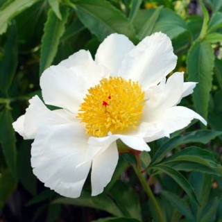 Paeonia lactiflora White Wings