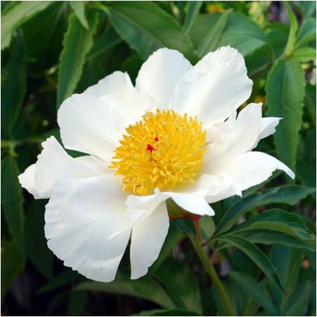 Paeonia lactiflora White Wings