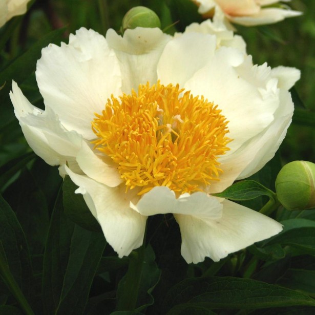 Paeonia lactiflora Jan Van Leeuwen