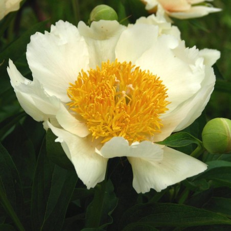 Paeonia lactiflora Jan Van Leeuwen