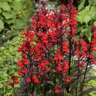 Lobelia queen victoria