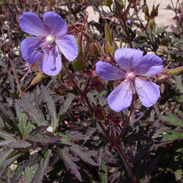 Geranium pratense Hocus Pocus