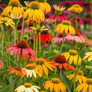 Echinacea cheyenne spirit