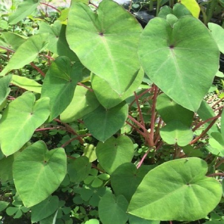 Colocasia pink china