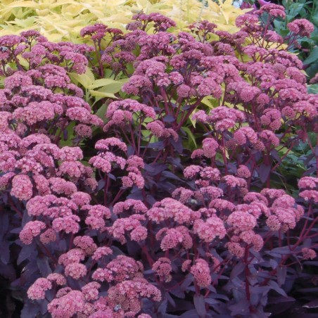 Sedum purple emperor