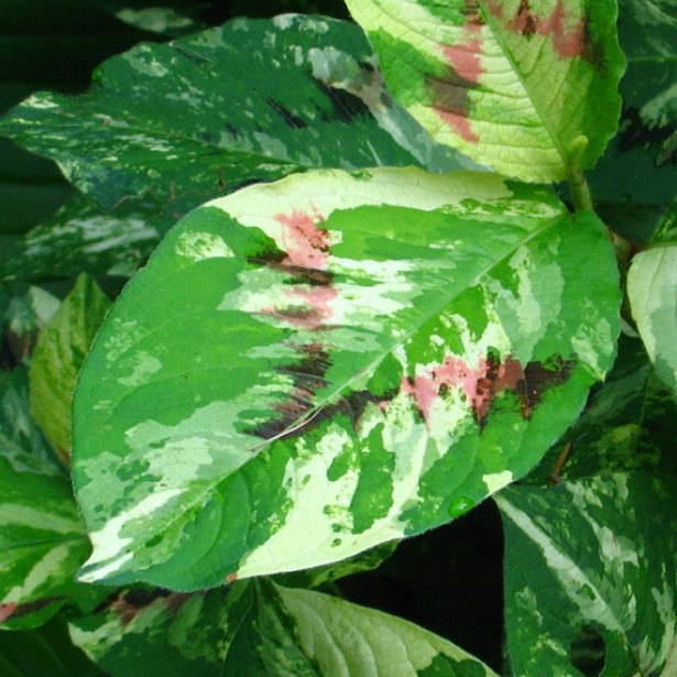 Persicaria painter's palette