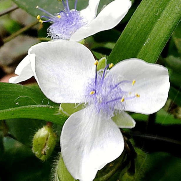 Tradescanthia osprey