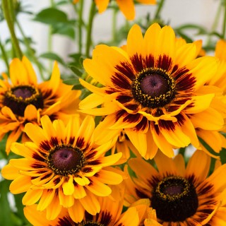 Echibeckia giggling smiley