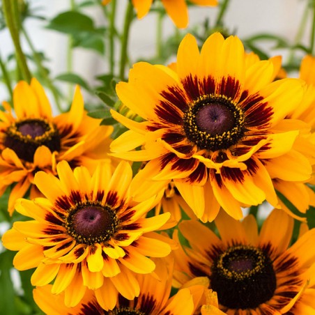 Echibeckia giggling smiley
