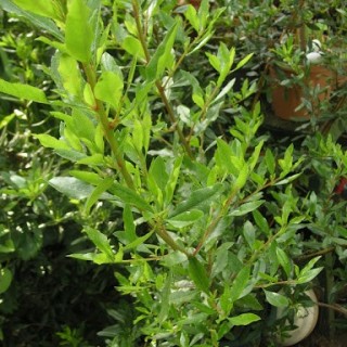Escallonia illinata