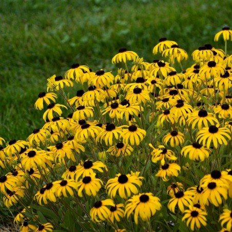 Rudbeckia american gold rush