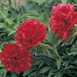 Pivoine rubra plena