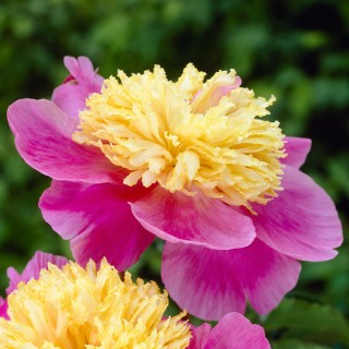 Pivoine Mr G F Hemerik