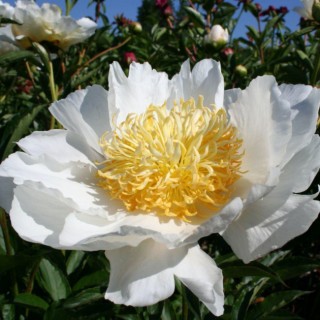 Pivoine moon of nippon