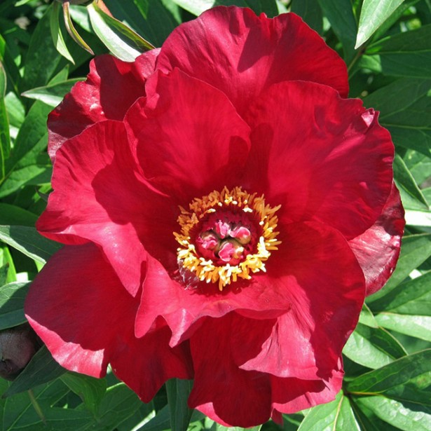 Pivoine Scarlet O'Hara